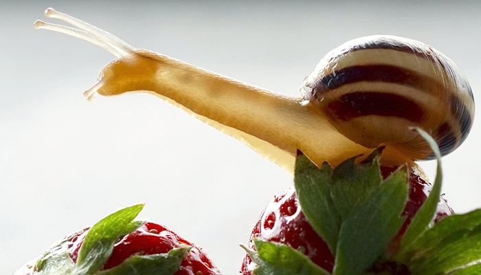 Caracol come-fresas Caracol en la fresa