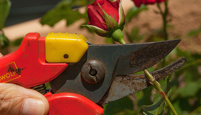 Tijeras de podar Tijeras de podar manuales